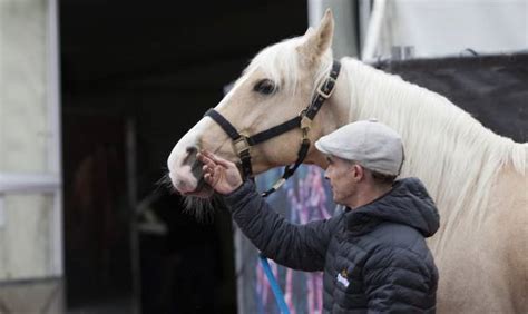 Photos: Meet the horses of Odysseo by Cavalia | Georgia Straight ...