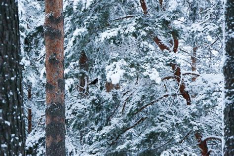 Snow Covered Pine Tree Forest in Nature during Snow Storm Stock Image ...