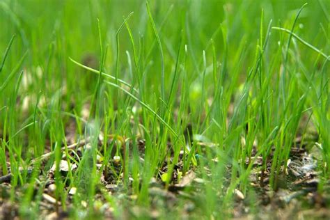 4 Types Of Grass Seed – How To Choose The Right One | Garden Yard