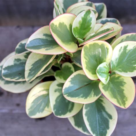 Peperomia obtipan 'Bicolor' 4" in 2021 | Peperomia, Plants, Houseplants low light