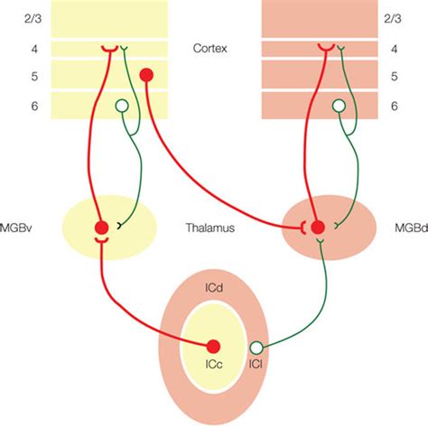 Model of auditory information flow from the inferior colliculus (IC ...