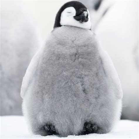 March of the Penguins 2 Photos and Details | POPSUGAR News