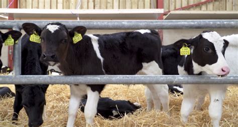 What are dairy bull calves worth now, based on current beef prices? - Agriland.ie