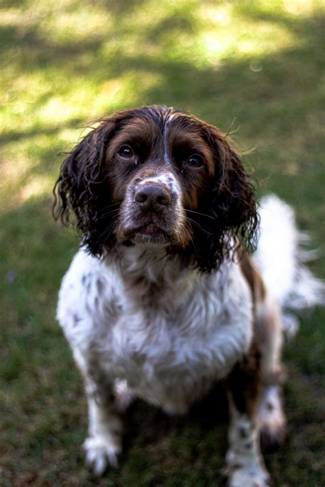 Guide to English Springer Spaniels - Guides - Community - Scratch & Patch