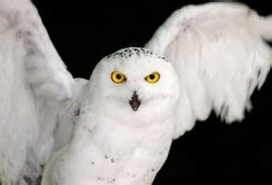 Beak of the Week: Snowy Owl | Pacific Bird