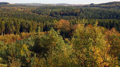 The ancient protectors of England’s forests - BBC Travel