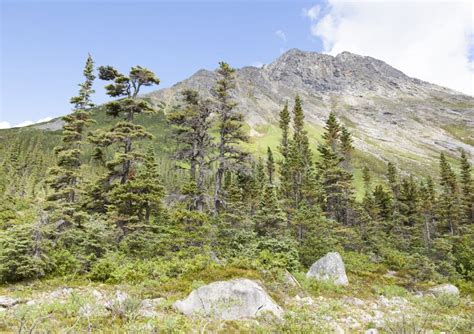 Alaskan Landscape stock photo. Image of scenic, summer - 78726618