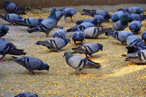 Pune News : Now, PMC to fine Rs 500 to people feeding pigeons - PUNE PULSE