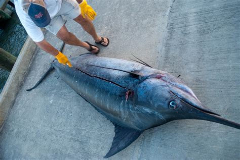 Blue Marlin – Fishes of North Carolina