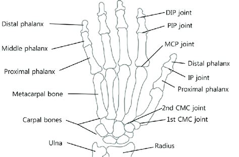 Parts Of Hand Palm Anatomy