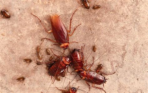 Top 5 Signs Of Roach Infestation | Accurate Pest Control