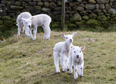 Lambs Playing Free Stock Photo - Public Domain Pictures