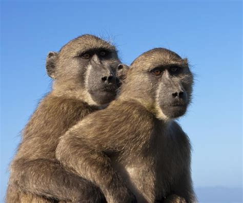 tripbucket | Dream: Explore Table Mountain National Park & Cape of Good Hope, South Africa ...