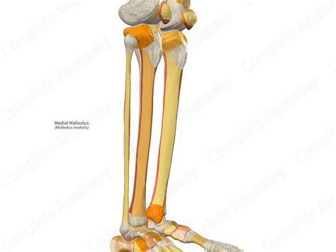 Medial Malleolus | Complete Anatomy