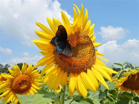 #sunflower | Farm, Photography, Sunflower