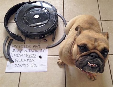 Roomba vs Dog - RealFunny