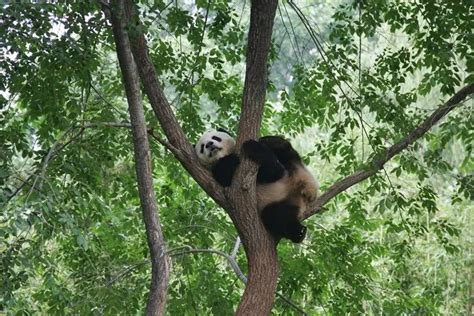 Giant Pandas in Beijing Zoo