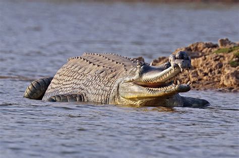 Crocodiles Eating Fish