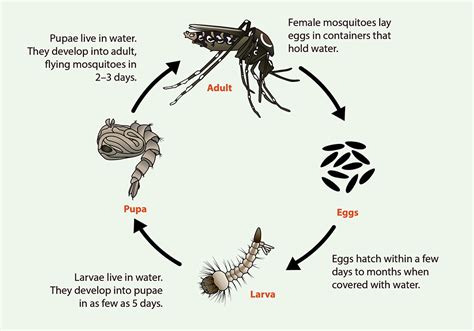 Bionomik Nyamuk Aedes Aegypti