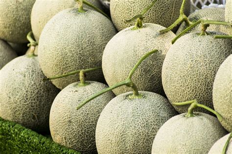 8 Cantaloupe Varieties (Common and Hybrid Varieties) - ChowTray