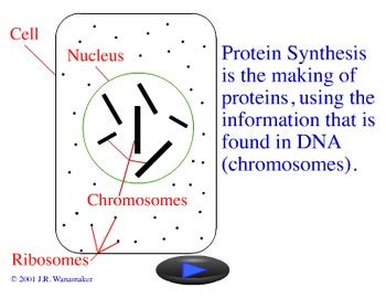 Animation - Protein Synthesis by Jim Wanamaker from Lew-Port's Biology Place