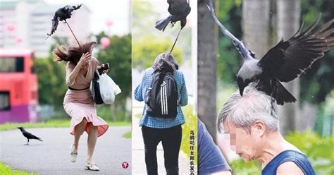 Crows attack 10 people in 20 minutes in Bishan, residents worry they might injure eyes of ...