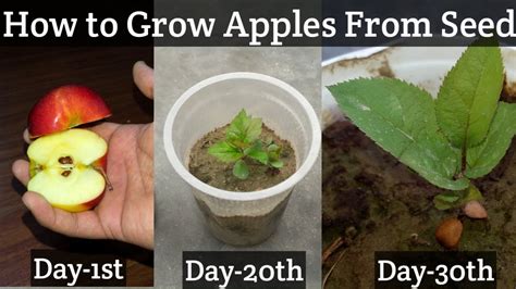 How To Grow Apple Tree From Seed (WITH FULL UPDATES) - YouTube