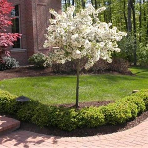 Malus Sargentii Tina - Dwarf Crab Apple | Johnstown Garden Centre ...