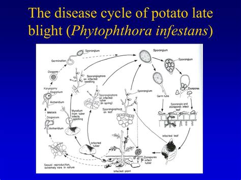 PPT - Filamentous fungi - review and Oomycetes PowerPoint Presentation ...