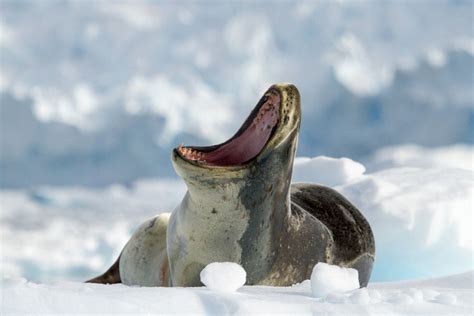 A Nat Geo Photographer’s Incredible Encounter with One of Antarctica’s ...