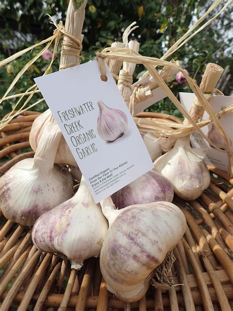 Freshwater Creek Organic Garlic | organic garlic