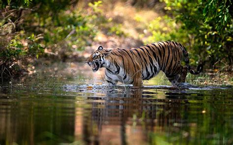 Sundarban Wildlife Tourism - Contact Us