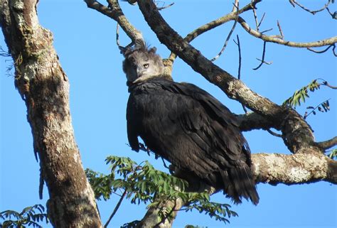 Harpy Eagle as a Flagship for Community-based Conservation and Forest Restoration | Fondation Segré