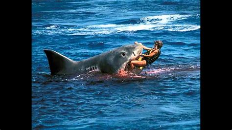 Shark Attack off Malibu - YouTube