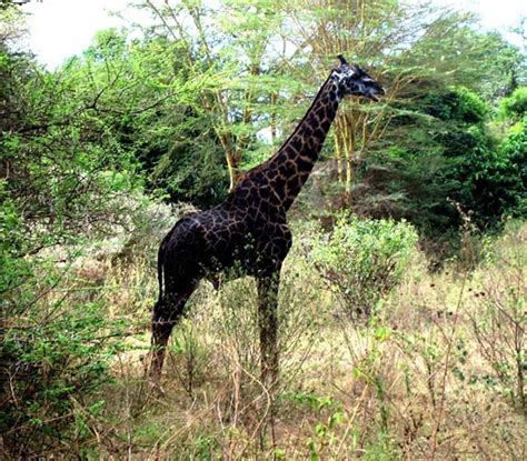 Melanistic giraffe. in 2020 | Melanism, Melanistic animals, Albino animals