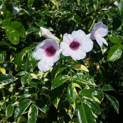 Pandorea jasminoides 'Variegata' - Bower Vine - Mid Valley Trees