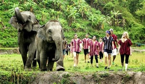 Chiang Mai Elephant Jungle Sanctuary Guide - Trazy Blog