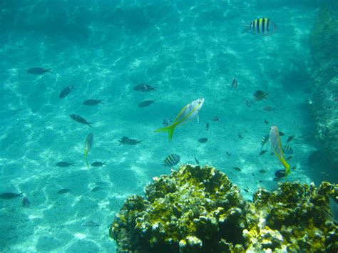 Great Stirrup Cay Snorkeling | brownpau | Flickr