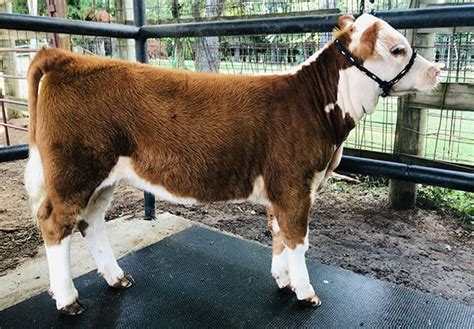 Mini Hereford Cattle For Sale - Glory Farms - Streetman, TX