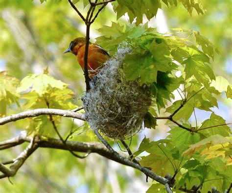 Baltimore Oriole (on nest) – 5/12/16 – Sharon Friends of Conservation