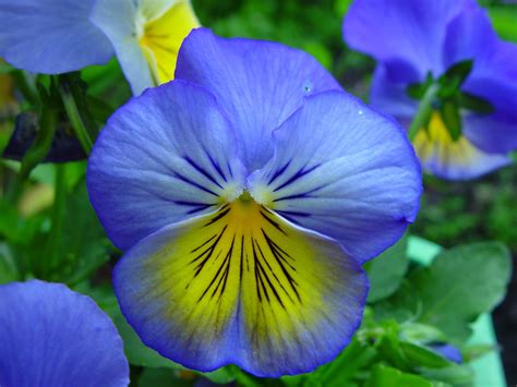 Free picture: blue, yellow flowers