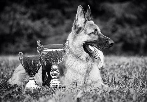 Pin by Bea Delgado on Working Dogs | Schutzhund, Schutzhund training, German shepherd dogs