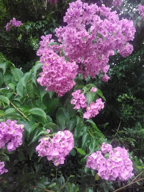 Bougainvillea arborea (Tree Bougainvillea) - Richard Lyons Nursery, Inc.