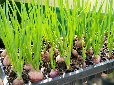 Start shallots in modules now - The English Garden