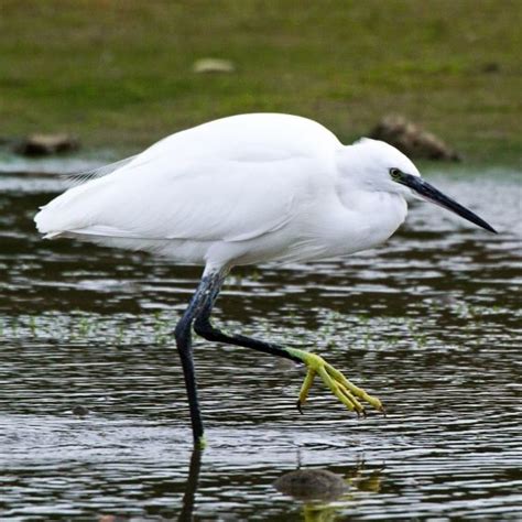 Little Egret | BTO - British Trust for Ornithology