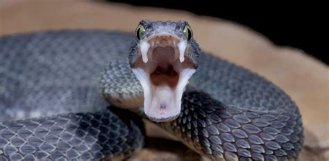 How snake fangs evolved to perfectly fit their food