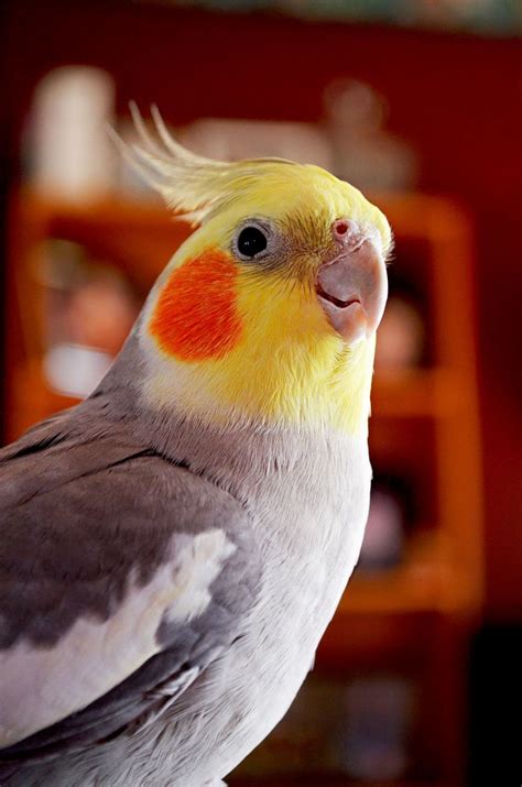 78 best images about Cockatiels on Pinterest | Leather harness, Birds ...