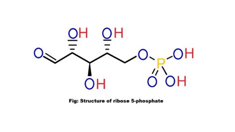 What is Ribose 5-phosphate its structure and formation - Science Query