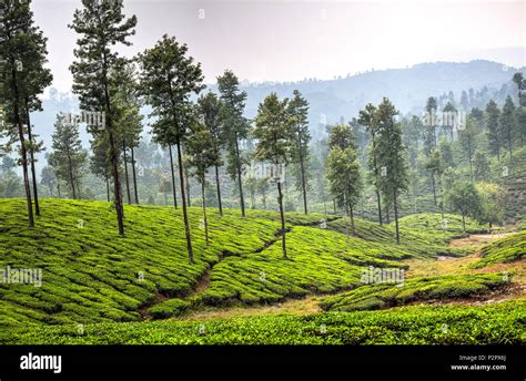 Valparai tea estate hi-res stock photography and images - Alamy