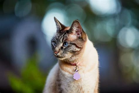 Lynx Point Siamese Cat: Meet The Gorgie Lynx Cat